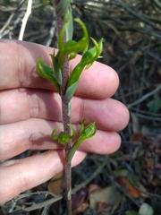 Eltroplectris triloba