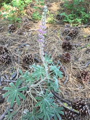 Lupinus leucophyllus