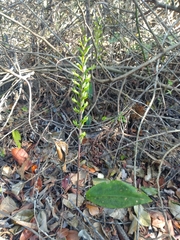 Eltroplectris triloba