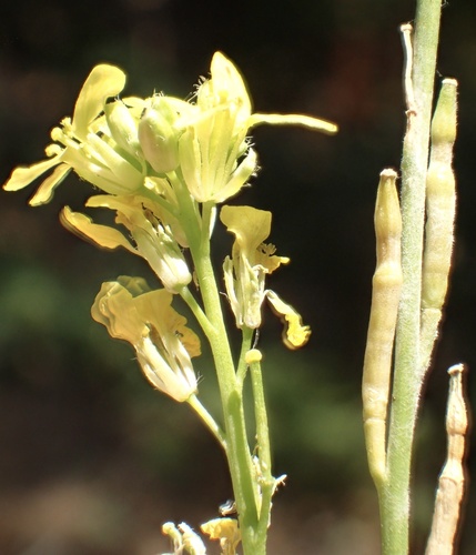 Hirschfeldia incana