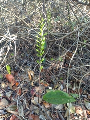 Eltroplectris triloba