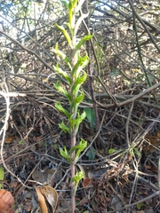 Eltroplectris triloba