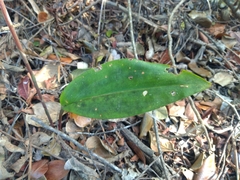 Eltroplectris triloba