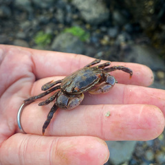 Hemigrapsus sanguineus