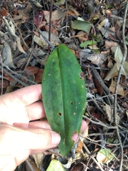 Eltroplectris triloba