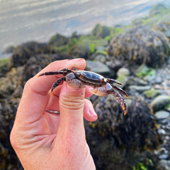 Hemigrapsus sanguineus
