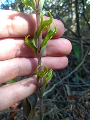 Eltroplectris triloba