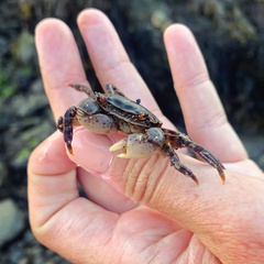 Hemigrapsus sanguineus