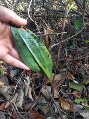 Eltroplectris triloba