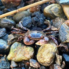 Hemigrapsus sanguineus