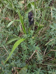 Neotibicen lyricen