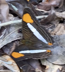 Adelpha thessalia