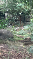 Panthera tigris altaica
