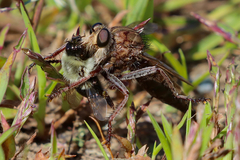 Proctacanthus philadelphicus