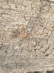 Glabridorsum stokesii