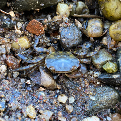 Hemigrapsus sanguineus