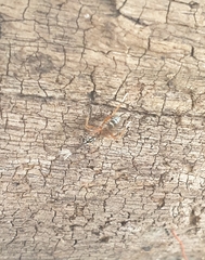 Glabridorsum stokesii