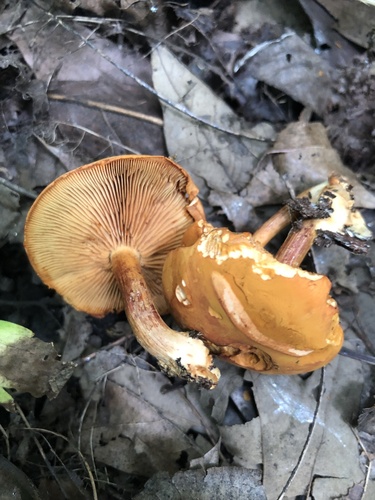 Gymnopilus subdryophilus