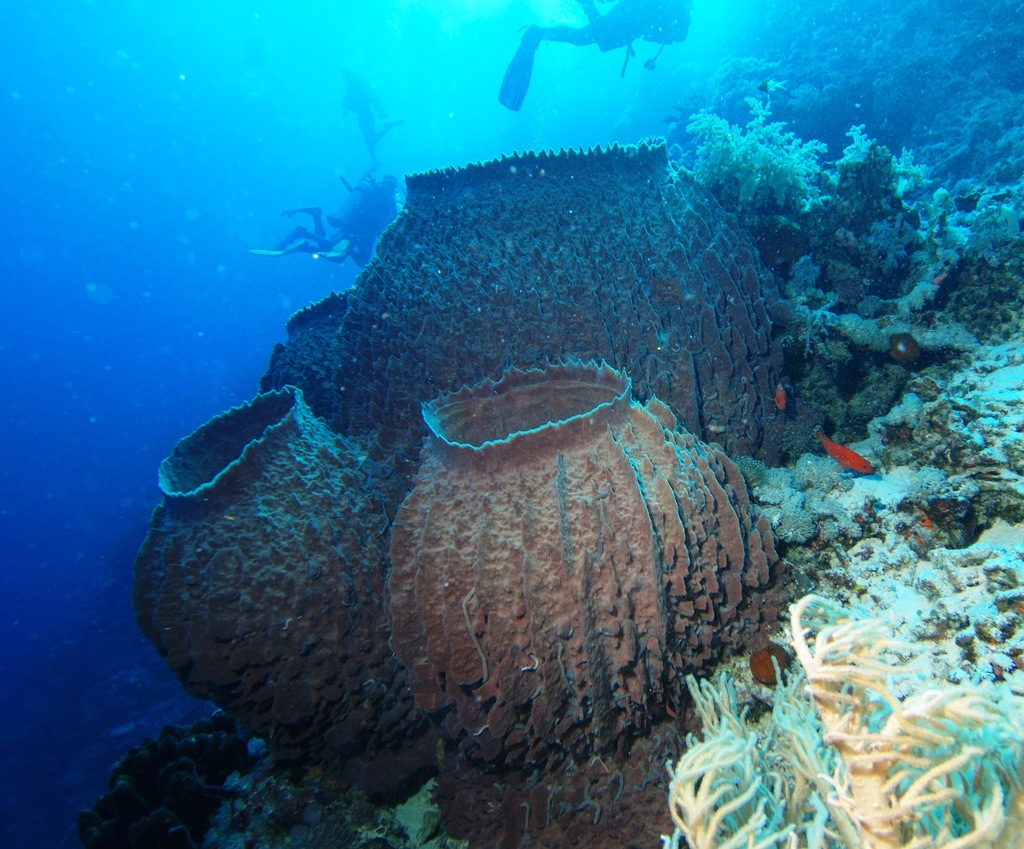 barrel sponge
