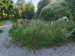 Anthodiplosis rudimentalis