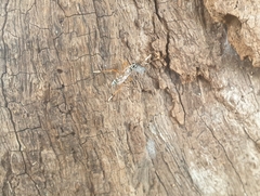 Glabridorsum stokesii