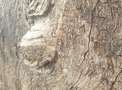 Glabridorsum stokesii