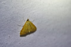 Helvibotys helvialis