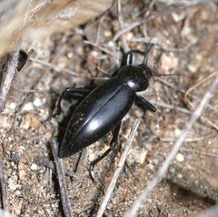 Eleodes gigantea