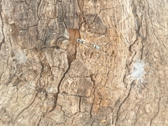 Glabridorsum stokesii