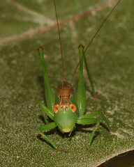 Orchelimum silvaticum