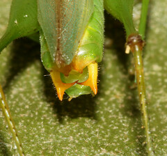 Orchelimum silvaticum