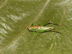 Orchelimum silvaticum