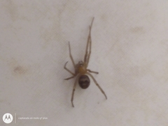 Steatoda grossa