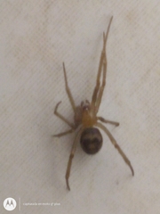 Steatoda grossa
