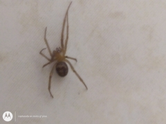 Steatoda grossa