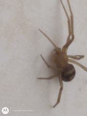 Steatoda grossa