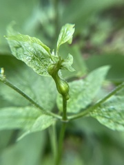 Asphondylia eupatorii