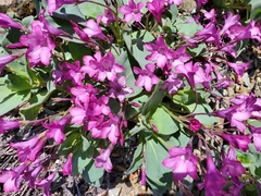 Cycladenia humilis