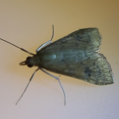 Udea ferrugalis