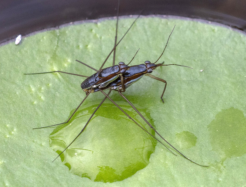 Limnogonus ignotus