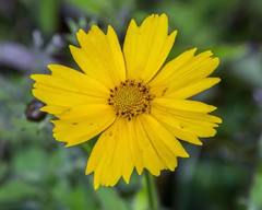 Coreopsis pubescens