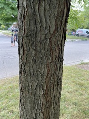 Gymnocladus dioicus