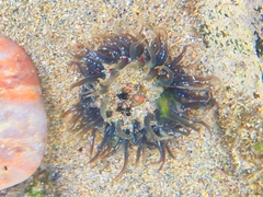 Anthopleura biscayensis