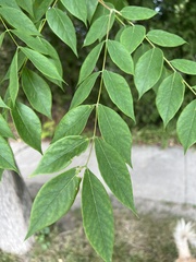 Gymnocladus dioicus