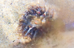 Anthopleura biscayensis