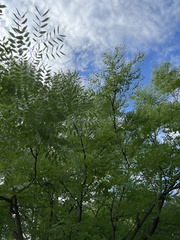 Gymnocladus dioicus