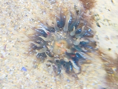 Anthopleura biscayensis