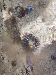 Anthopleura biscayensis