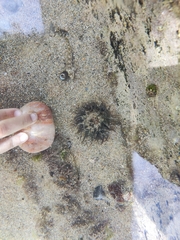 Anthopleura biscayensis