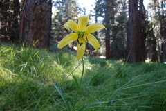 Lilium parryi